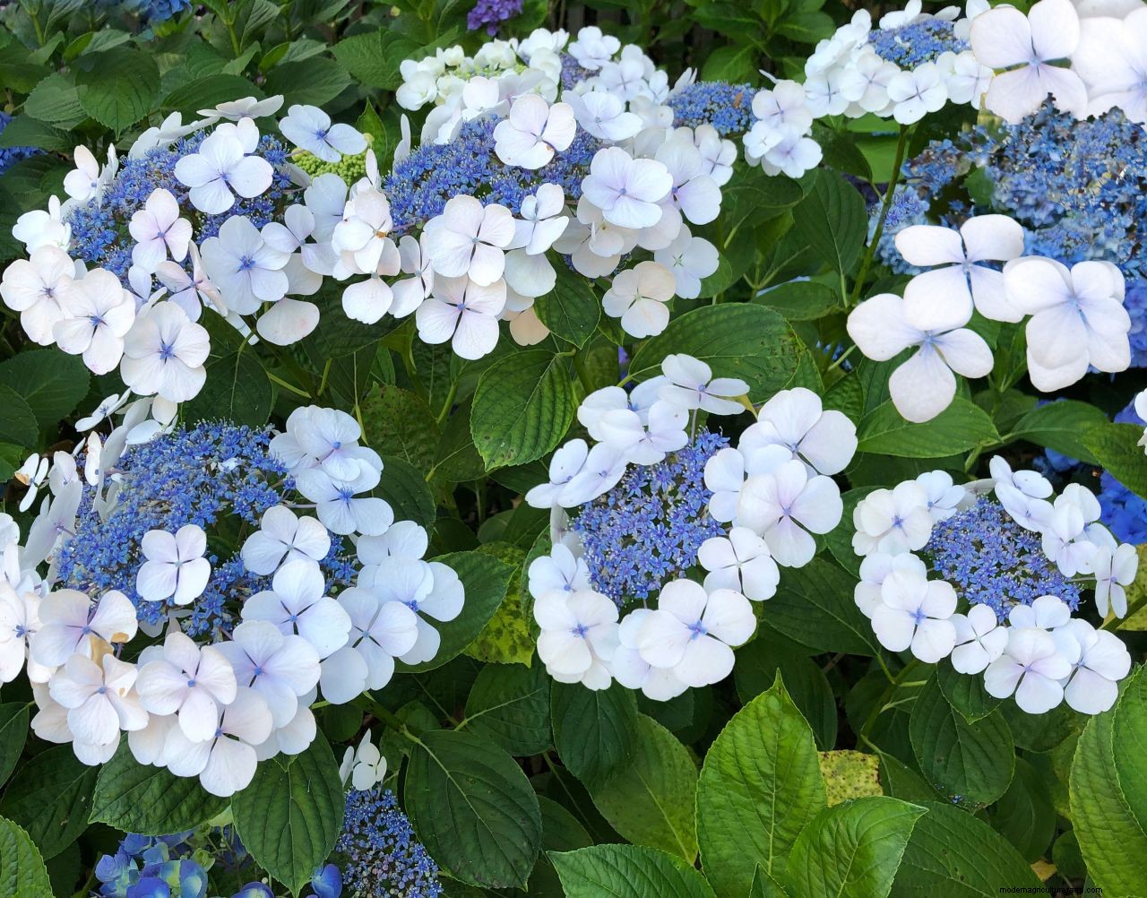 How to prune hydrangeas: follow our advice for healthy plants and stunning blooms