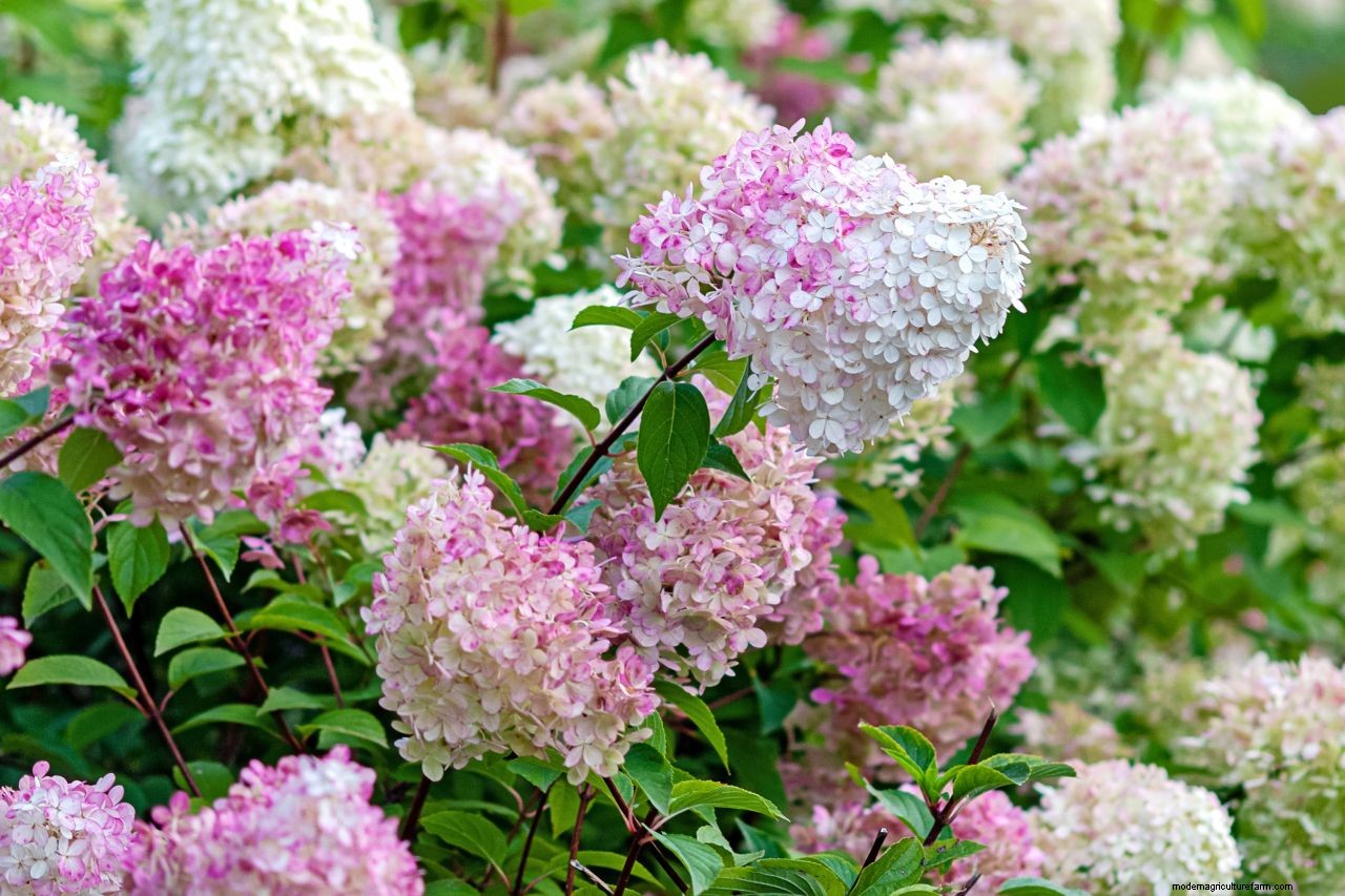 How to prune hydrangeas: follow our advice for healthy plants and stunning blooms