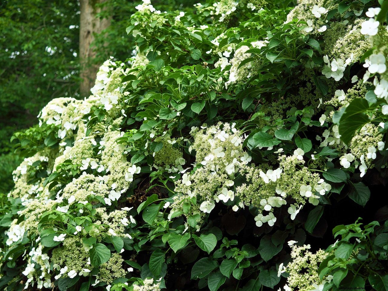 How to prune hydrangeas: follow our advice for healthy plants and stunning blooms