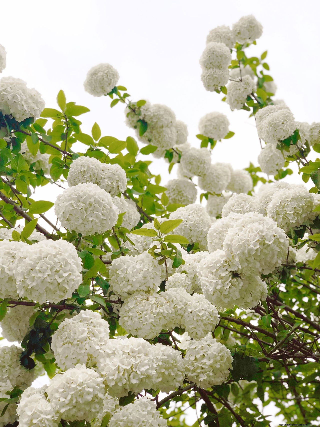 How to prune hydrangeas: follow our advice for healthy plants and stunning blooms