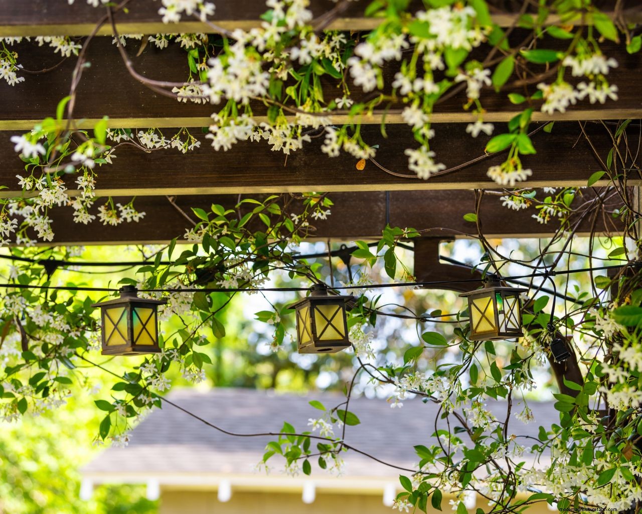 How to grow jasmine: expert tips on growing this scented climber
