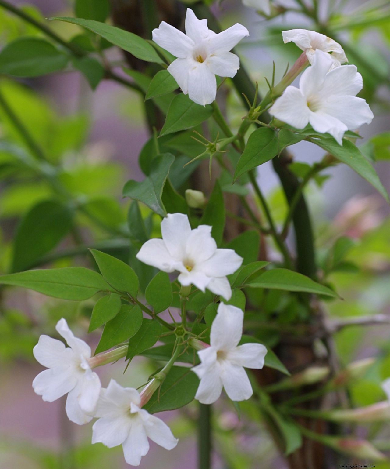 How to grow jasmine: expert tips on growing this scented climber