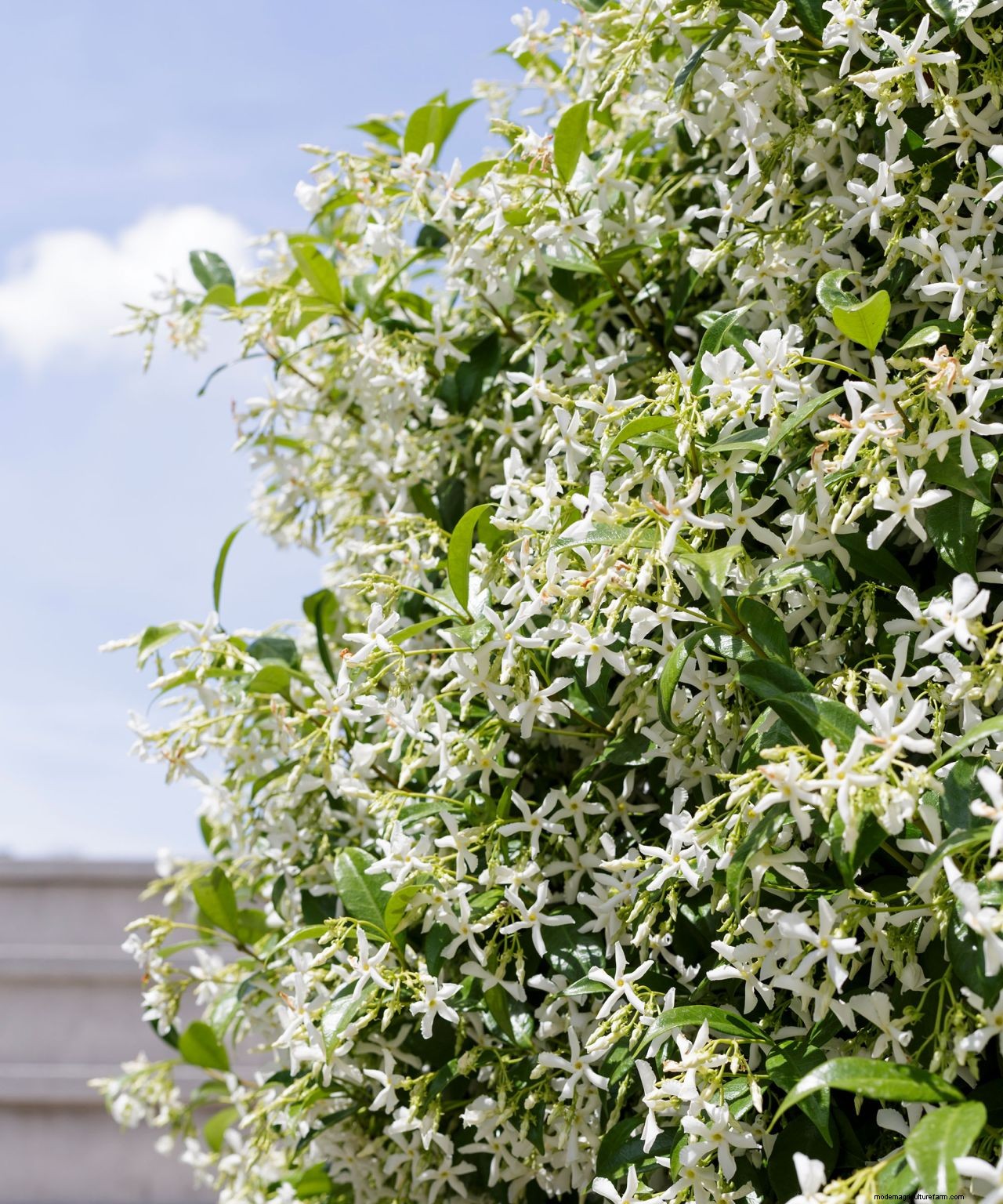 How to grow jasmine: expert tips on growing this scented climber