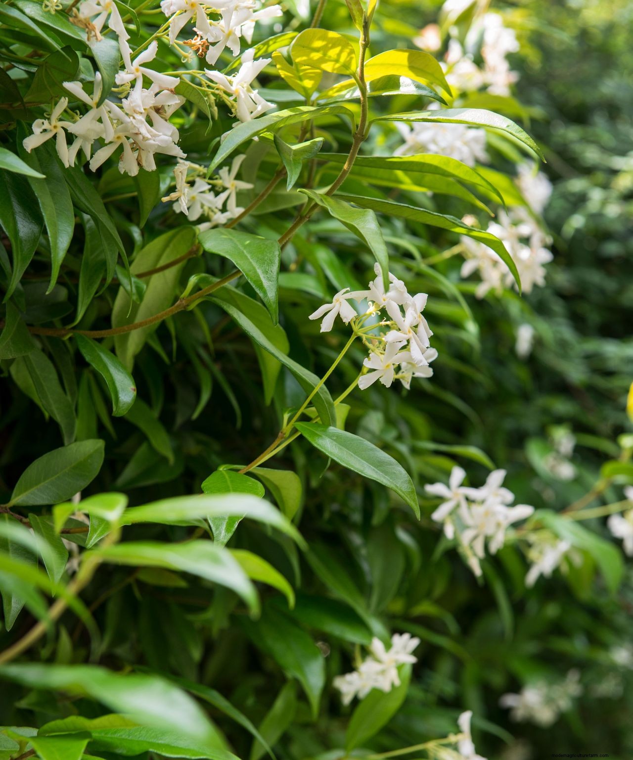 How to grow jasmine: expert tips on growing this scented climber
