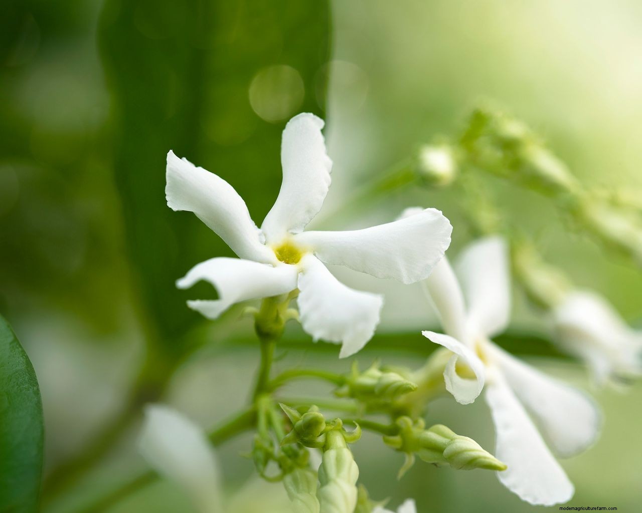 How to grow jasmine: expert tips on growing this scented climber