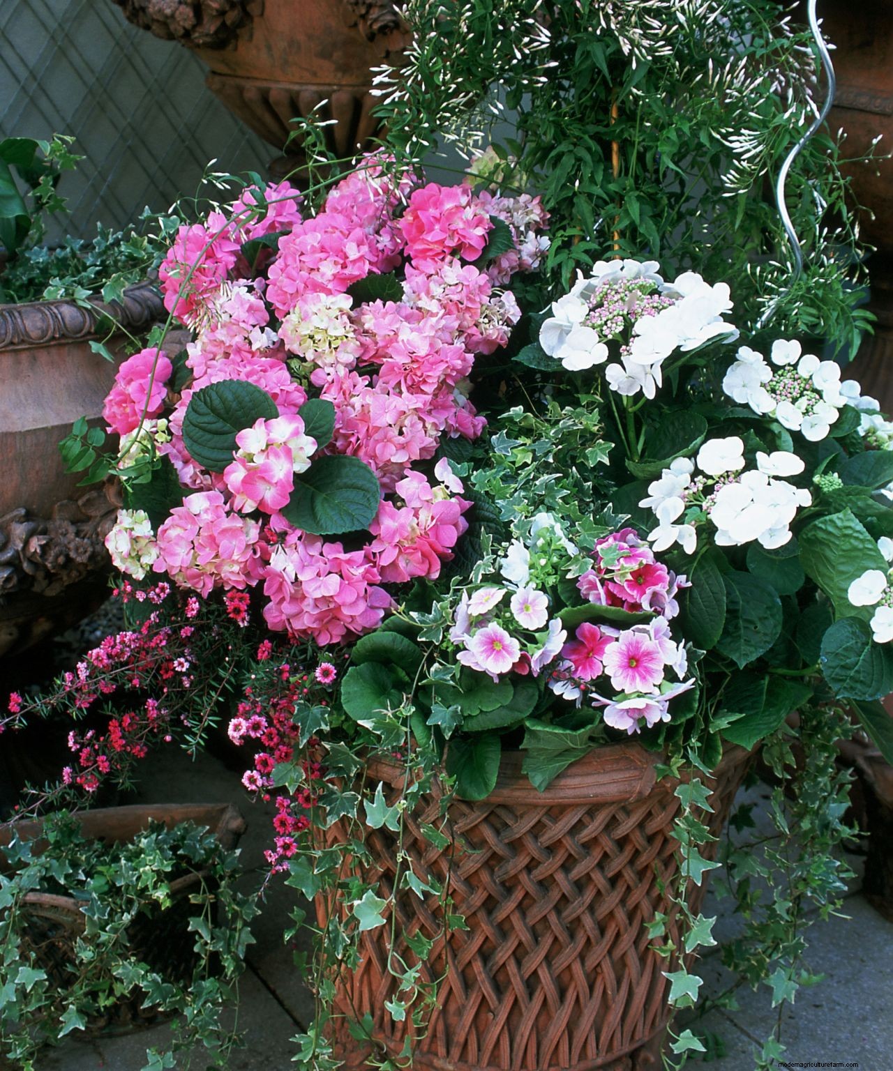 How to grow jasmine: expert tips on growing this scented climber