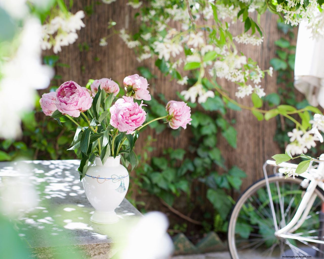 How to grow jasmine: expert tips on growing this scented climber