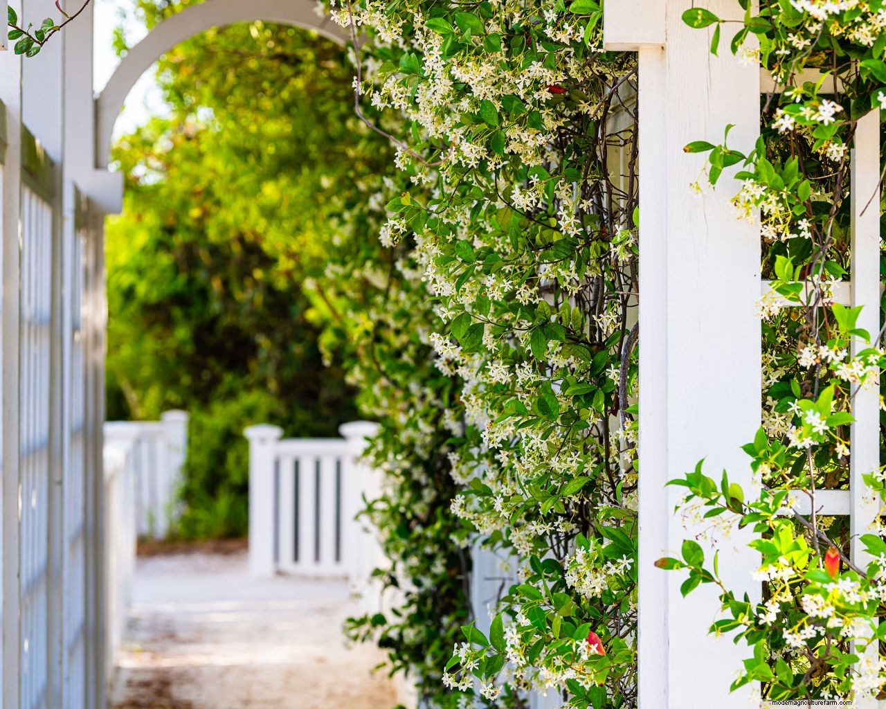How to grow jasmine: expert tips on growing this scented climber
