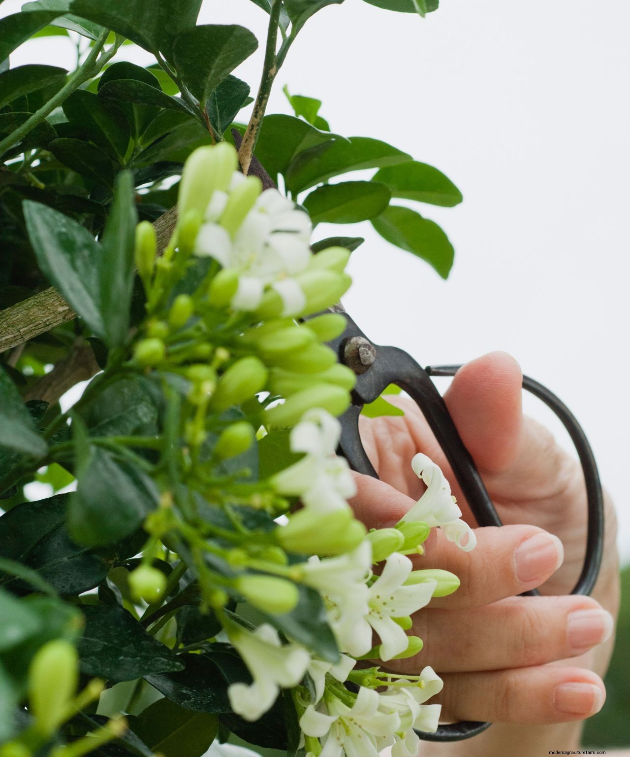 How to grow jasmine: expert tips on growing this scented climber