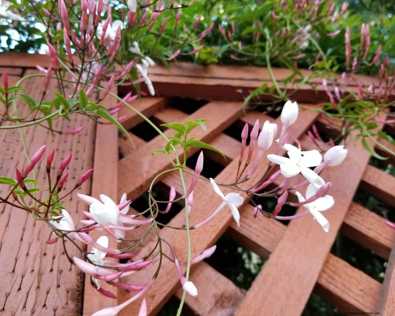 How to grow jasmine: expert tips on growing this scented climber