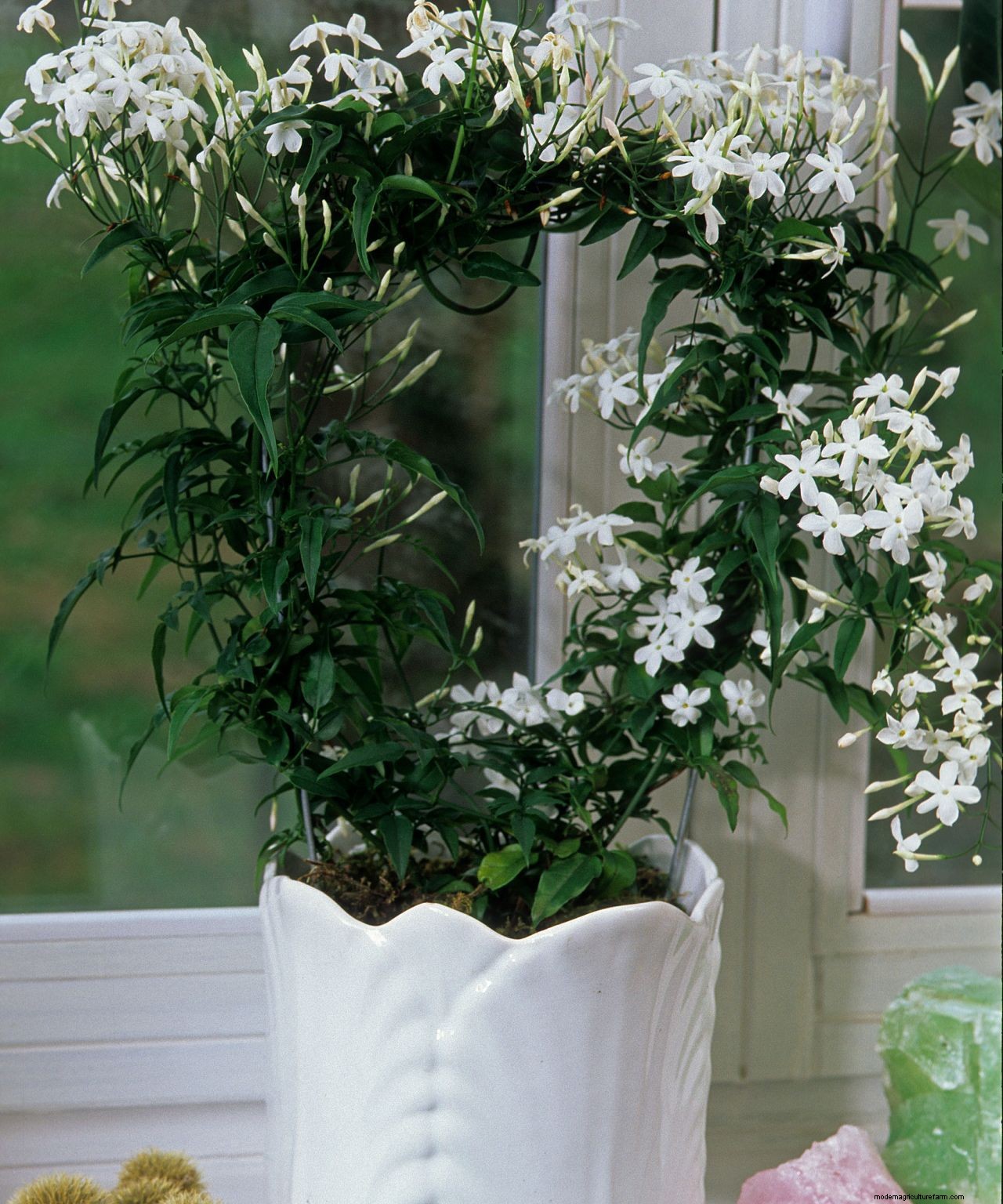 How to grow jasmine: expert tips on growing this scented climber