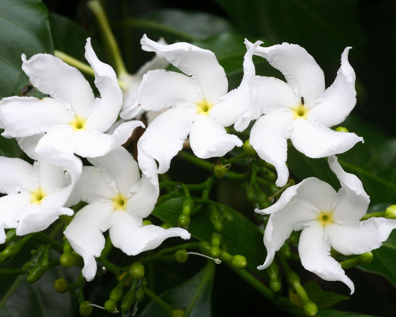 How to grow jasmine: expert tips on growing this scented climber