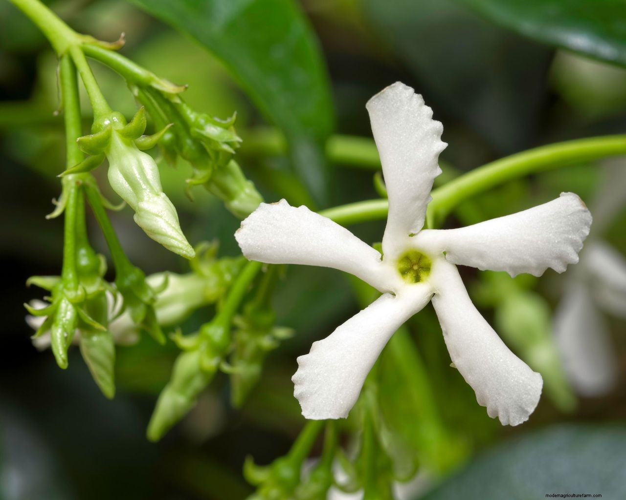 How to grow jasmine: expert tips on growing this scented climber