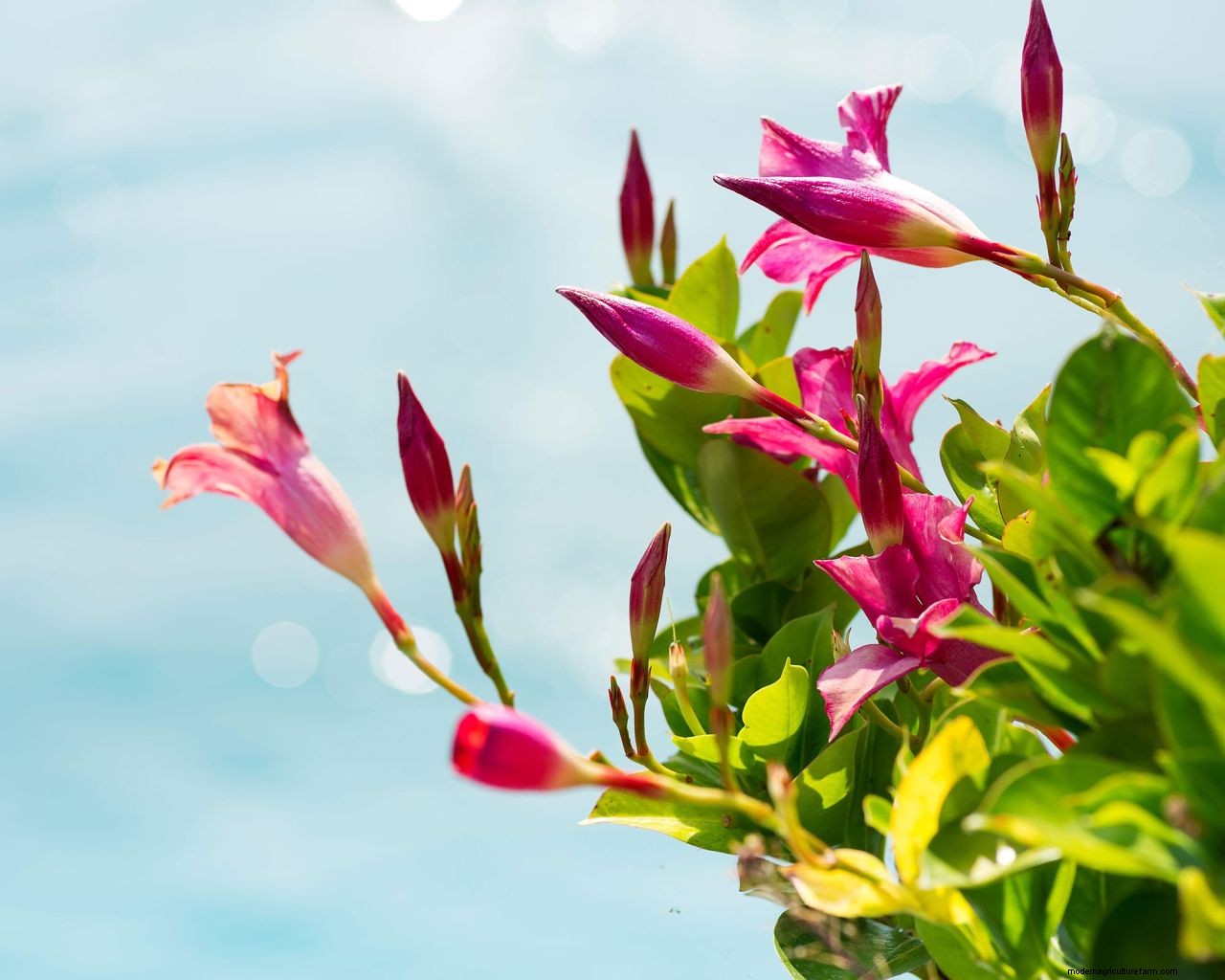 How to grow jasmine: expert tips on growing this scented climber