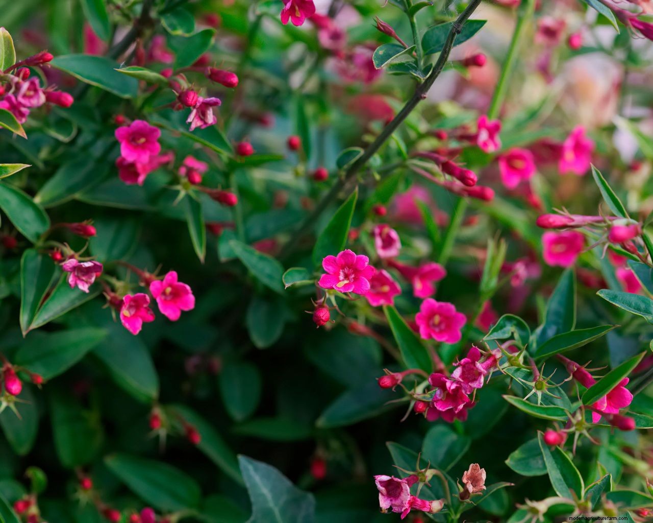 How to grow jasmine: expert tips on growing this scented climber