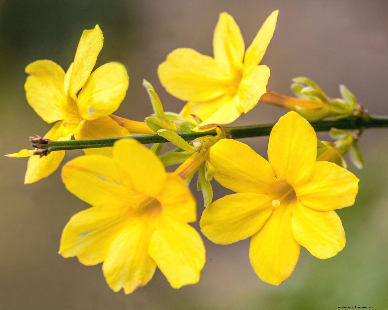 How to grow jasmine: expert tips on growing this scented climber