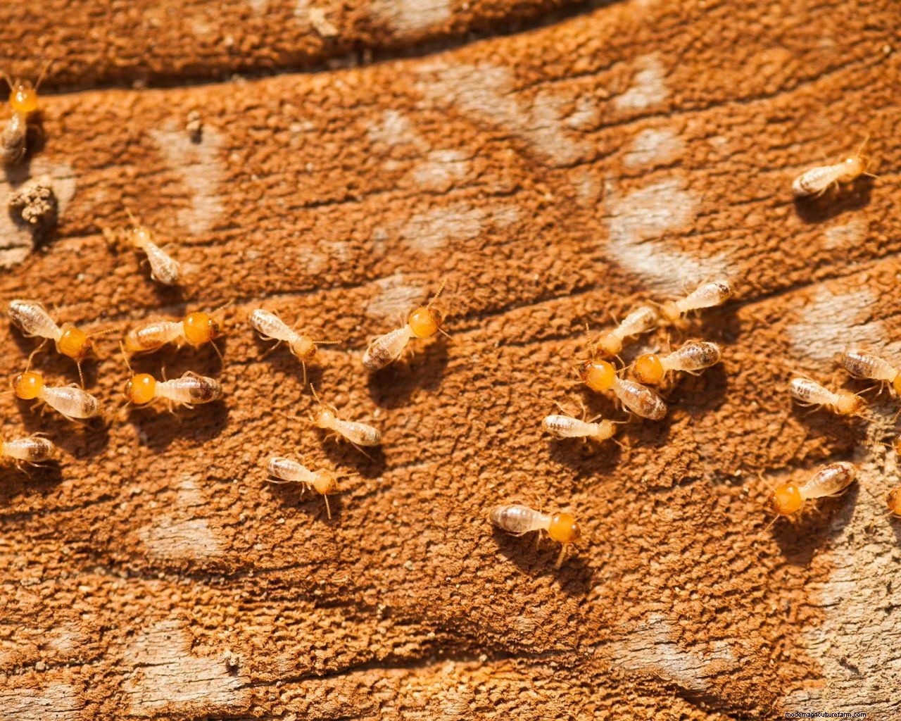 How to get rid of termites: advice for tackling these small but mighty pests