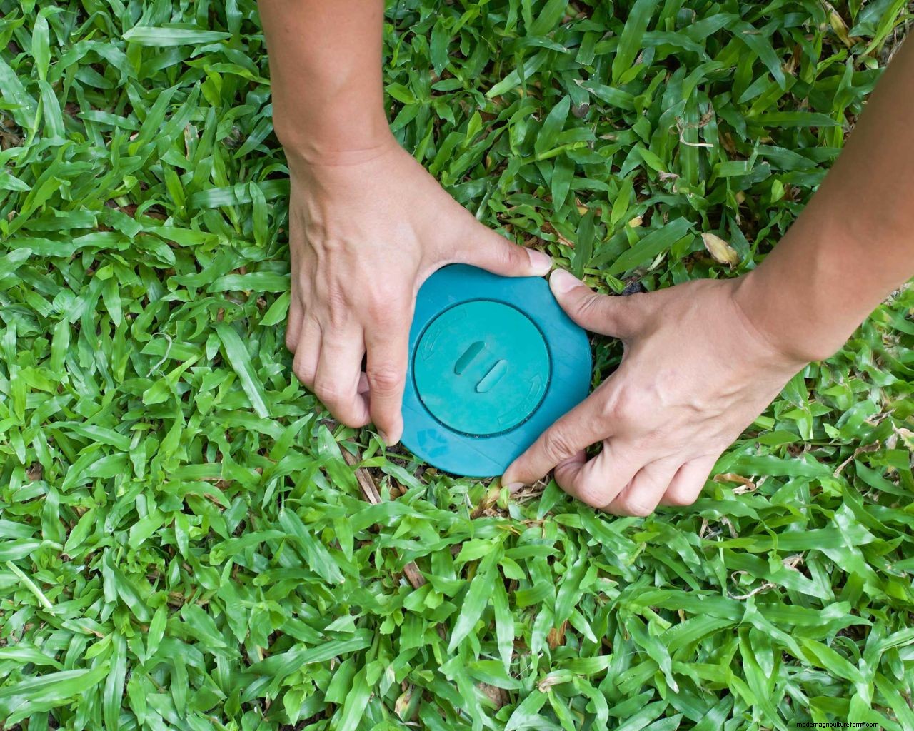 How to get rid of termites: advice for tackling these small but mighty pests