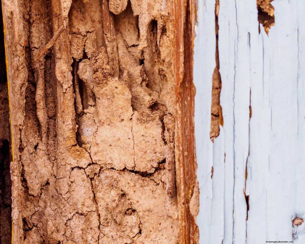 How to get rid of termites: advice for tackling these small but mighty pests