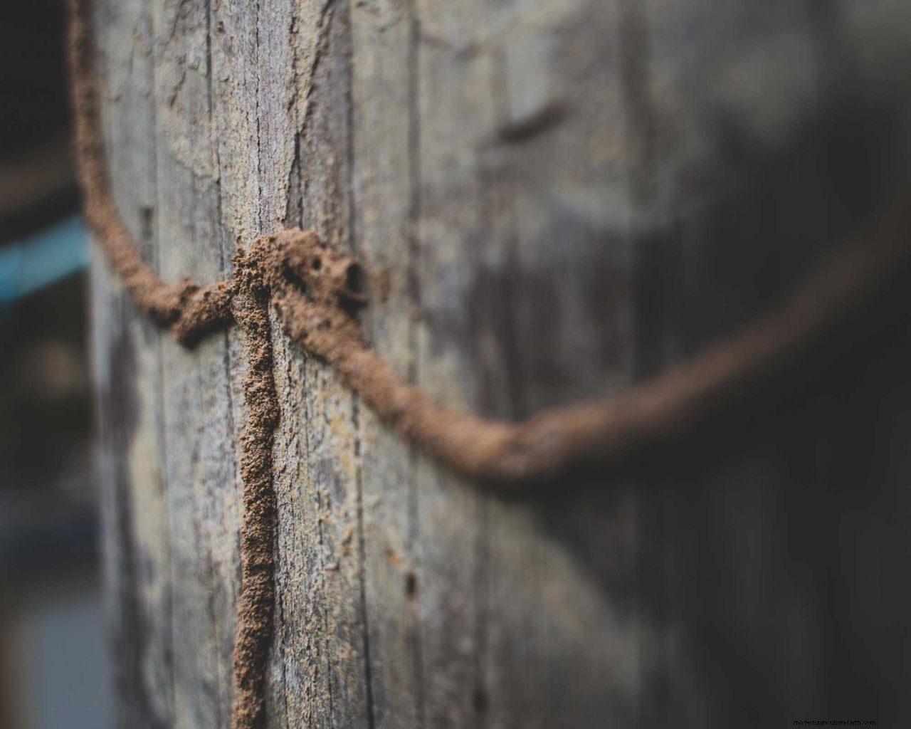 How to get rid of termites: advice for tackling these small but mighty pests