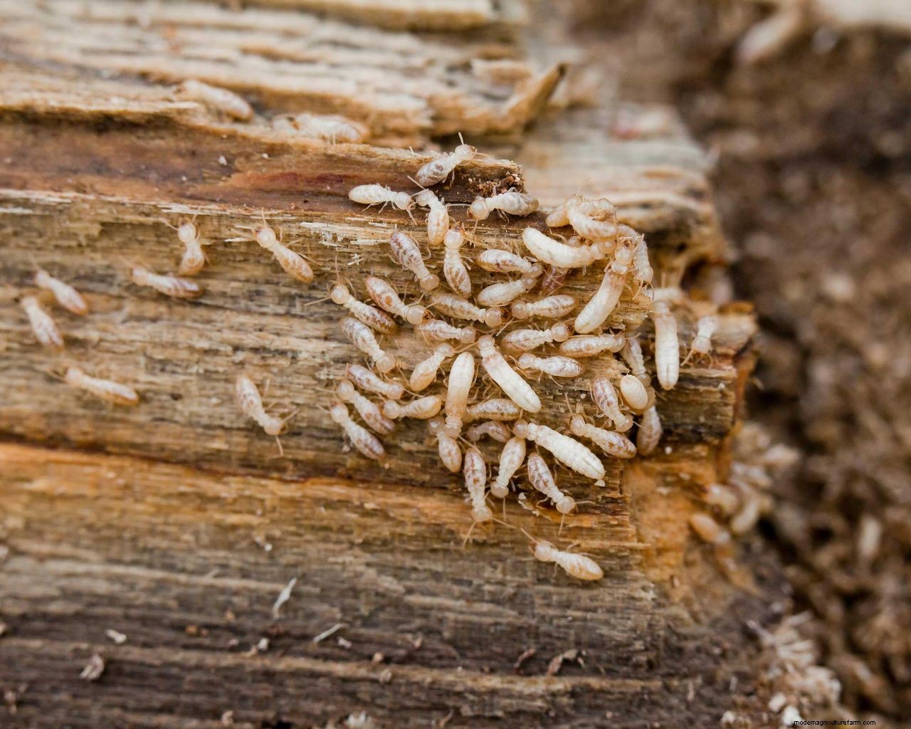 How to get rid of termites: advice for tackling these small but mighty pests