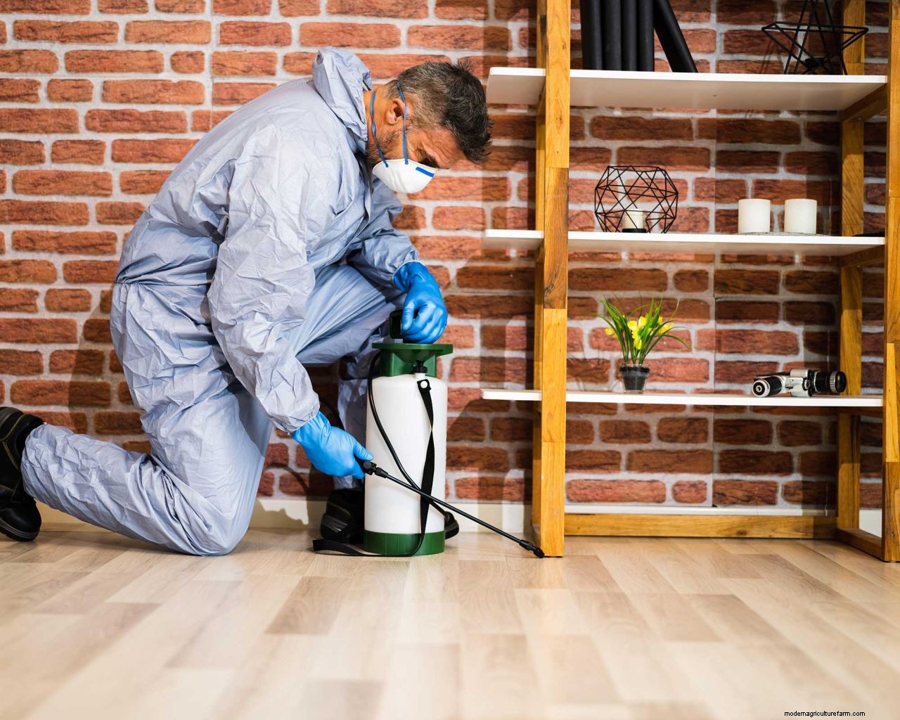 How to get rid of termites: advice for tackling these small but mighty pests