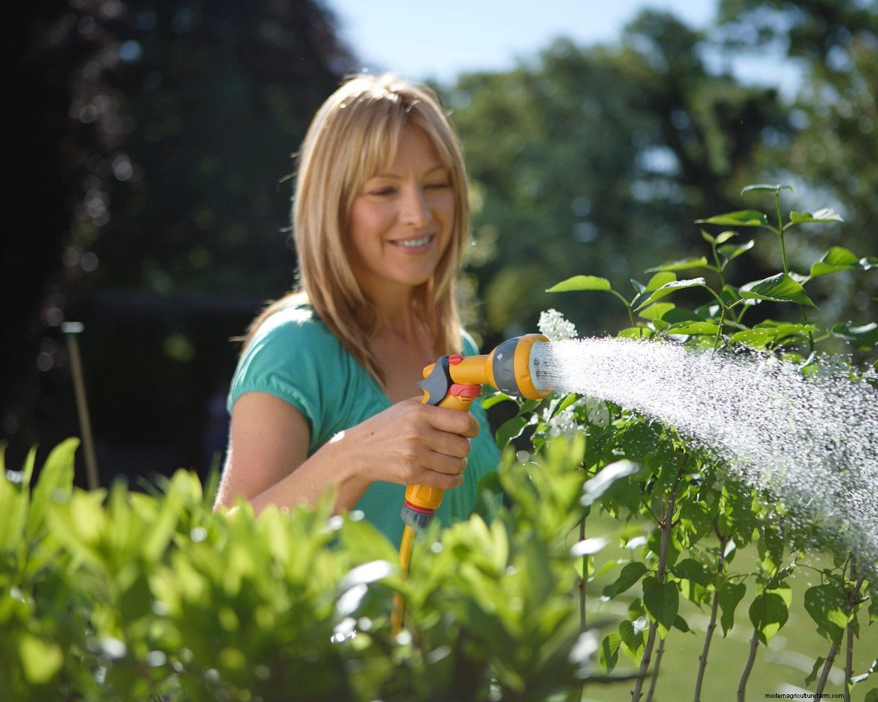 When is the best time to water plants? Expert tips on the perfect time to water your garden