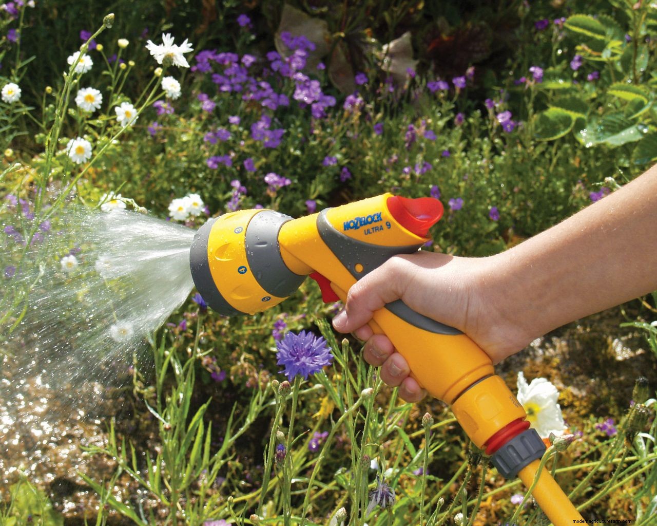 When is the best time to water plants? Expert tips on the perfect time to water your garden