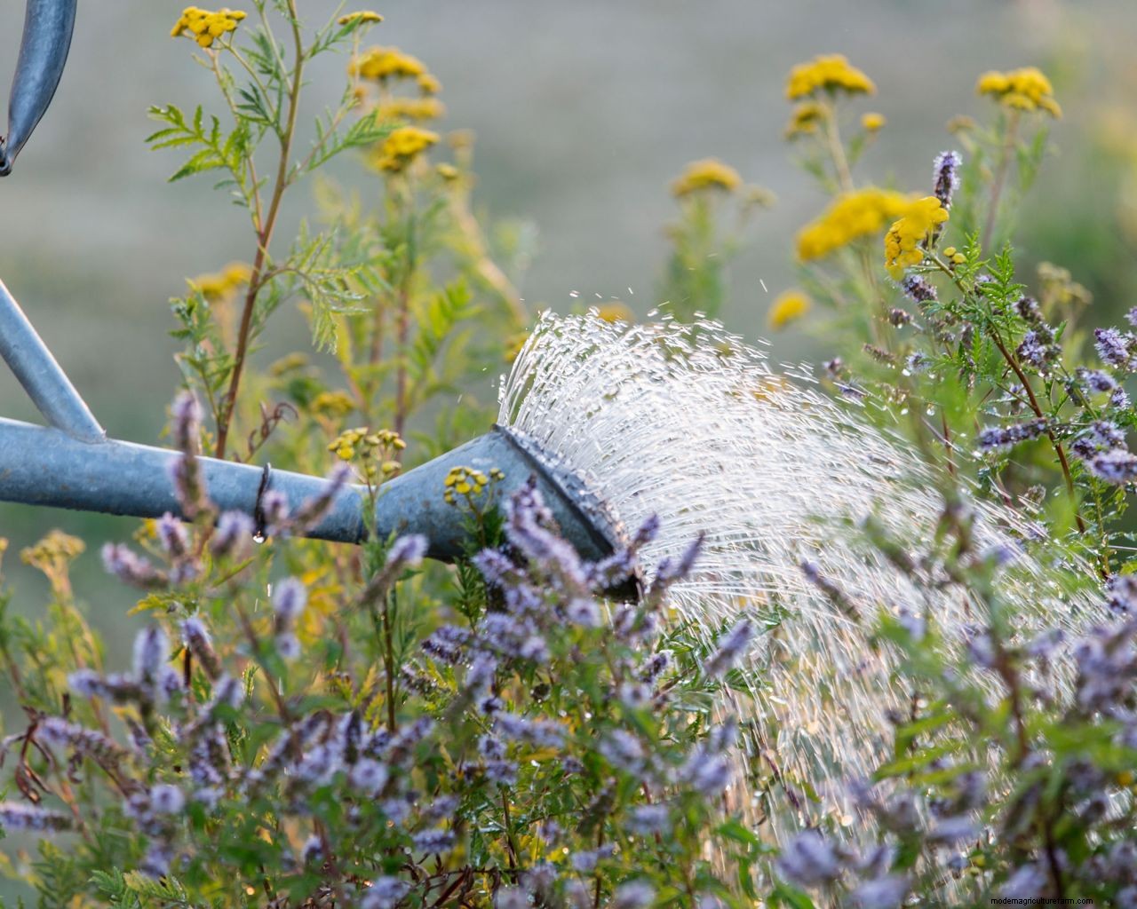 When is the best time to water plants? Expert tips on the perfect time to water your garden