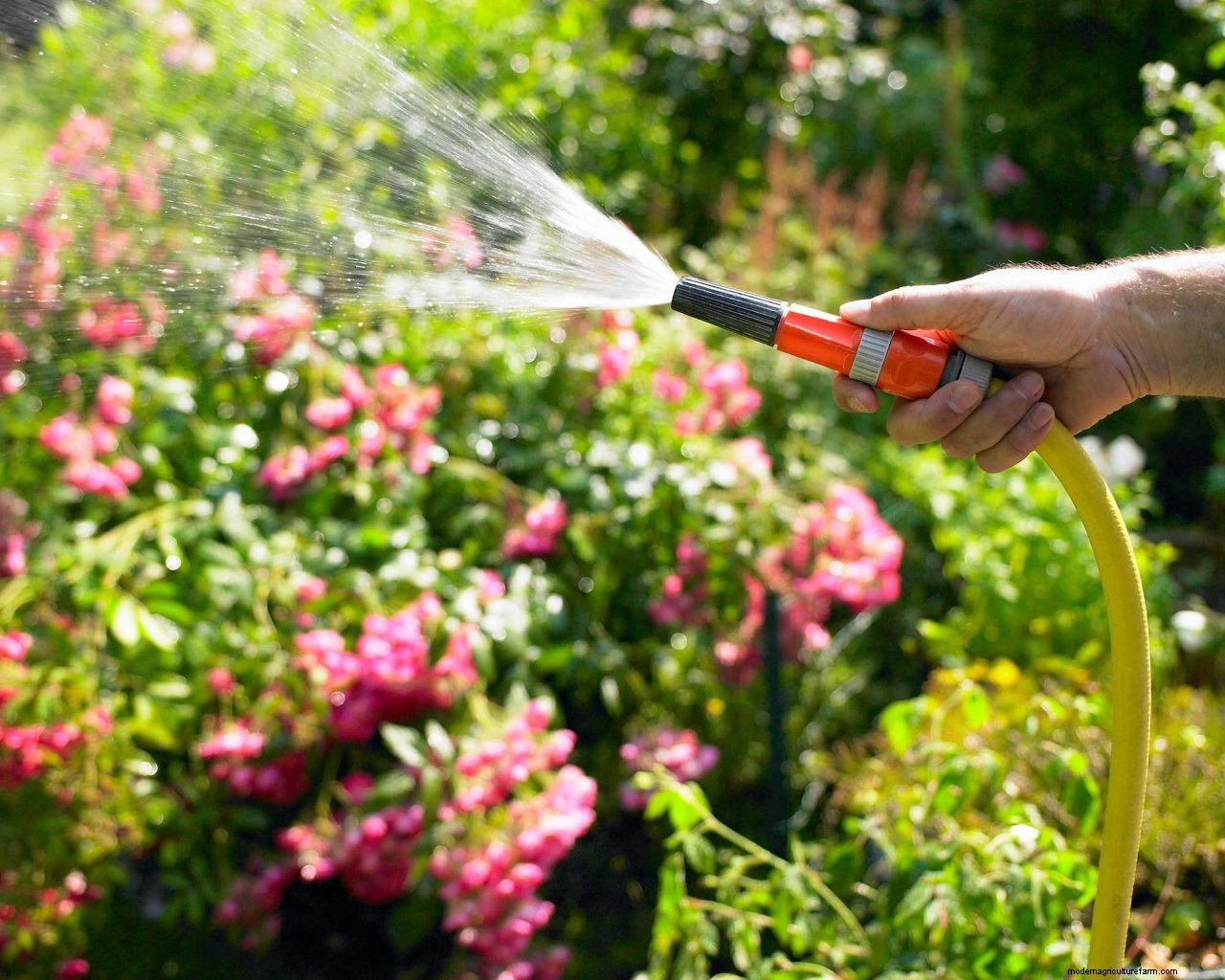 When is the best time to water plants? Expert tips on the perfect time to water your garden