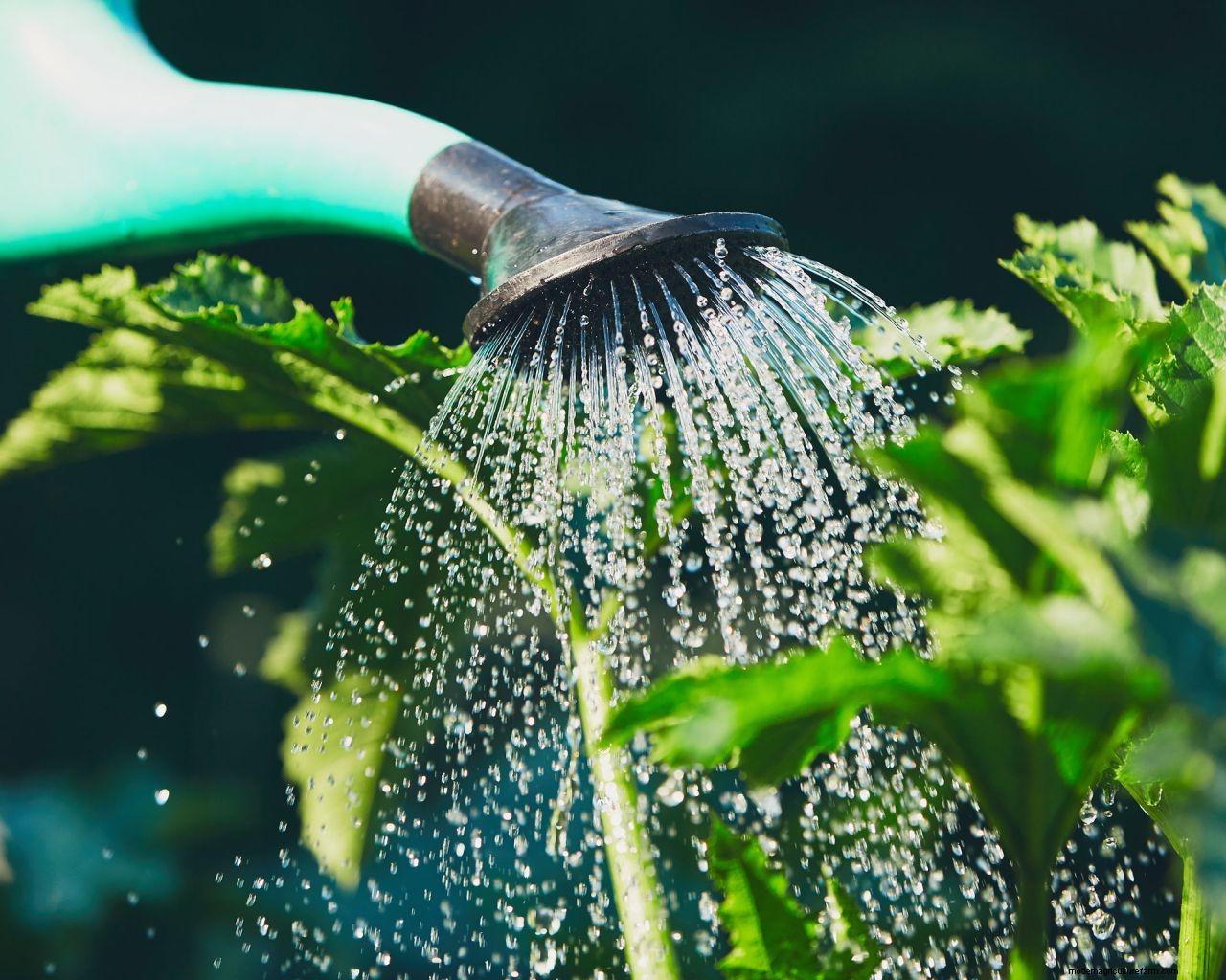 When is the best time to water plants? Expert tips on the perfect time to water your garden