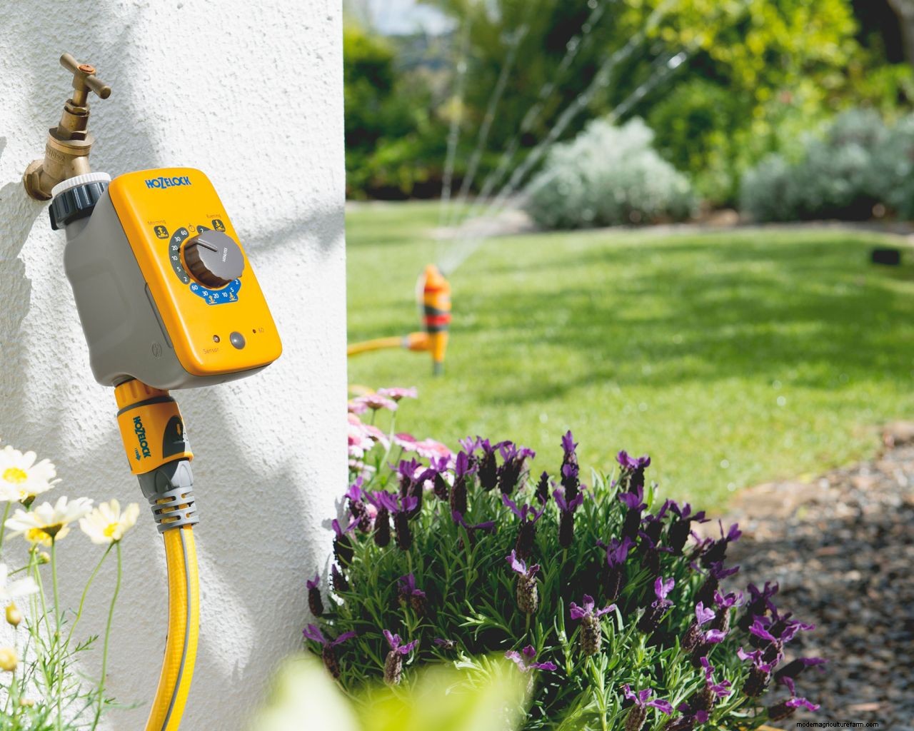 When is the best time to water plants? Expert tips on the perfect time to water your garden