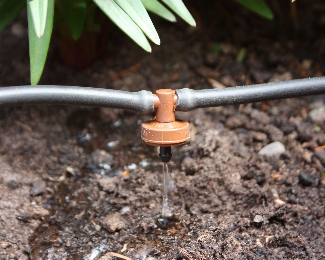When is the best time to water plants? Expert tips on the perfect time to water your garden