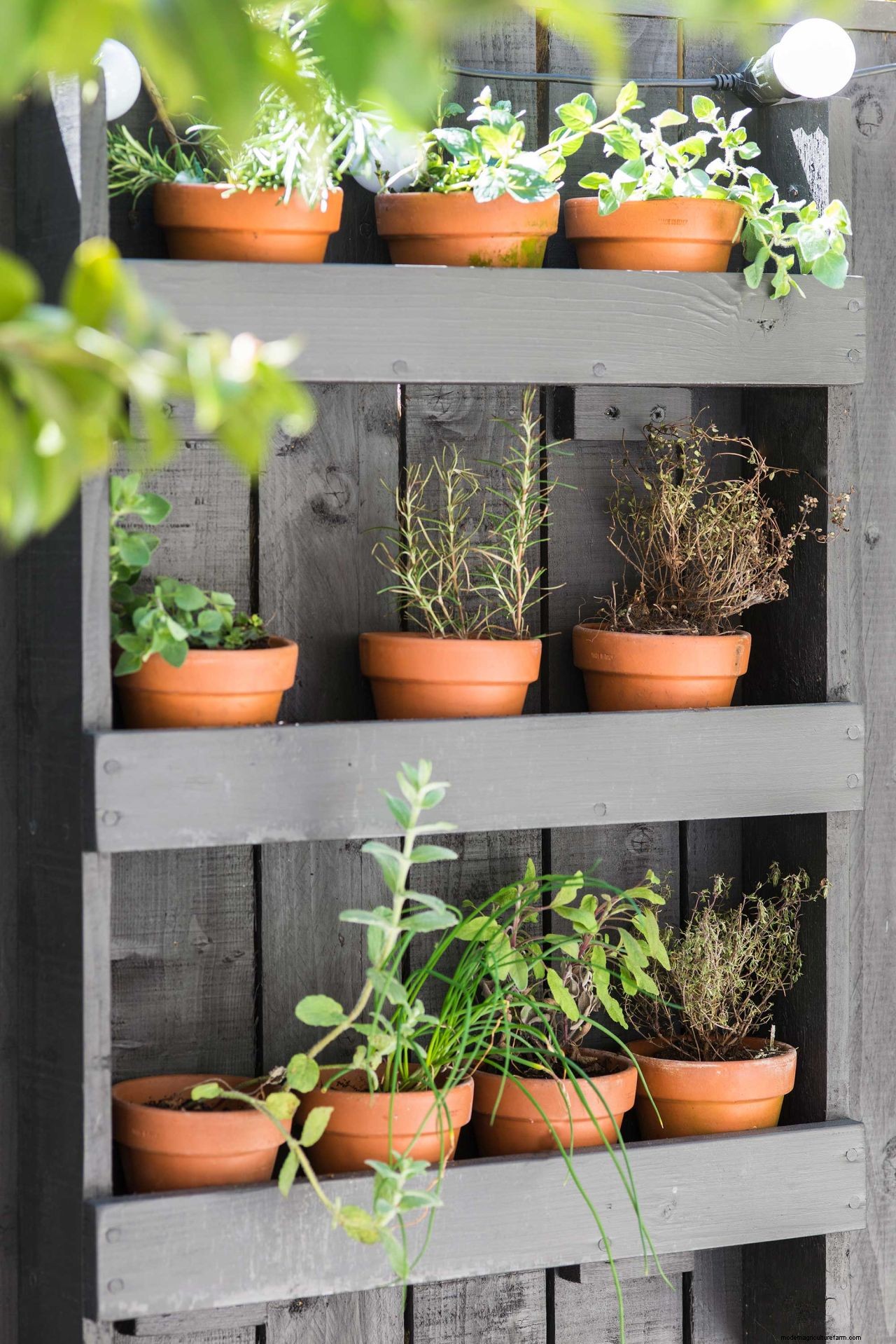Pre-soaking your terracotta pots? Dont waste the water, say garden experts