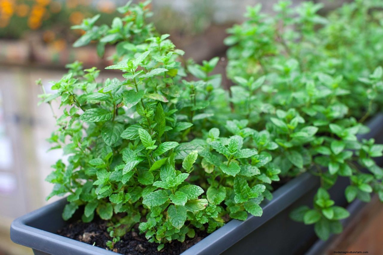 How to get rid of wasps: top tips to deter these pests from your home and yard