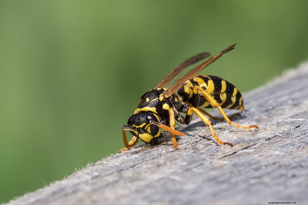 How to get rid of wasps: top tips to deter these pests from your home and yard