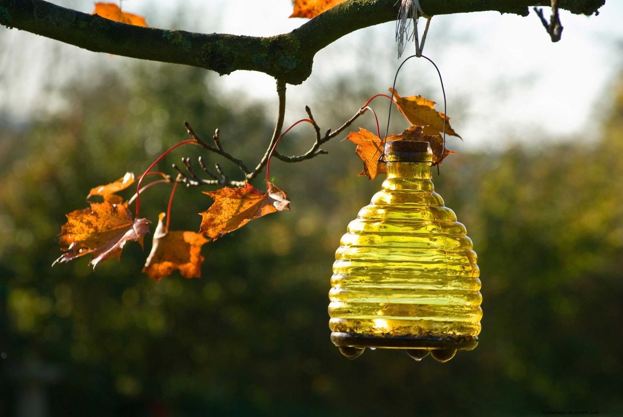 How to get rid of wasps: top tips to deter these pests from your home and yard