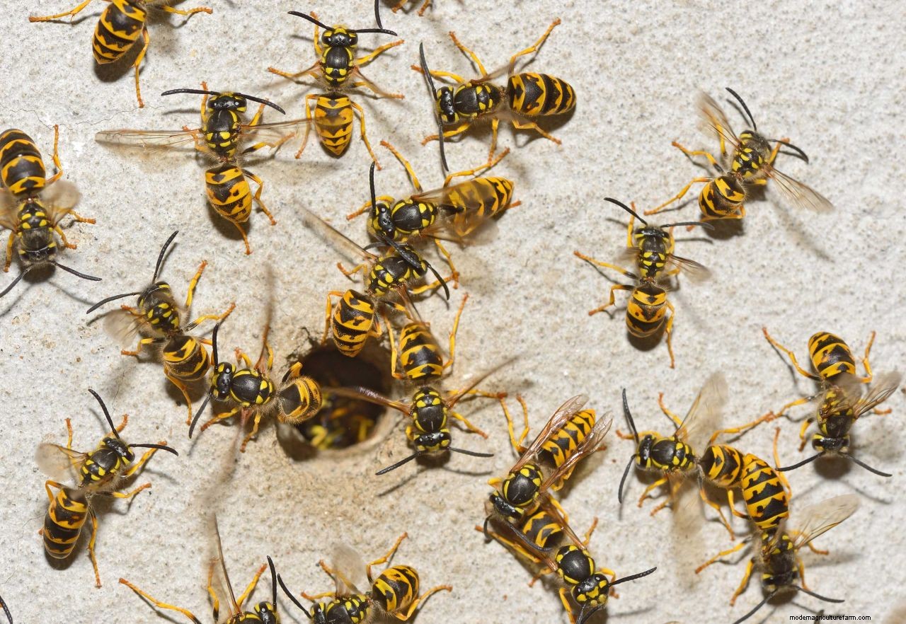 How to get rid of wasps: top tips to deter these pests from your home and yard