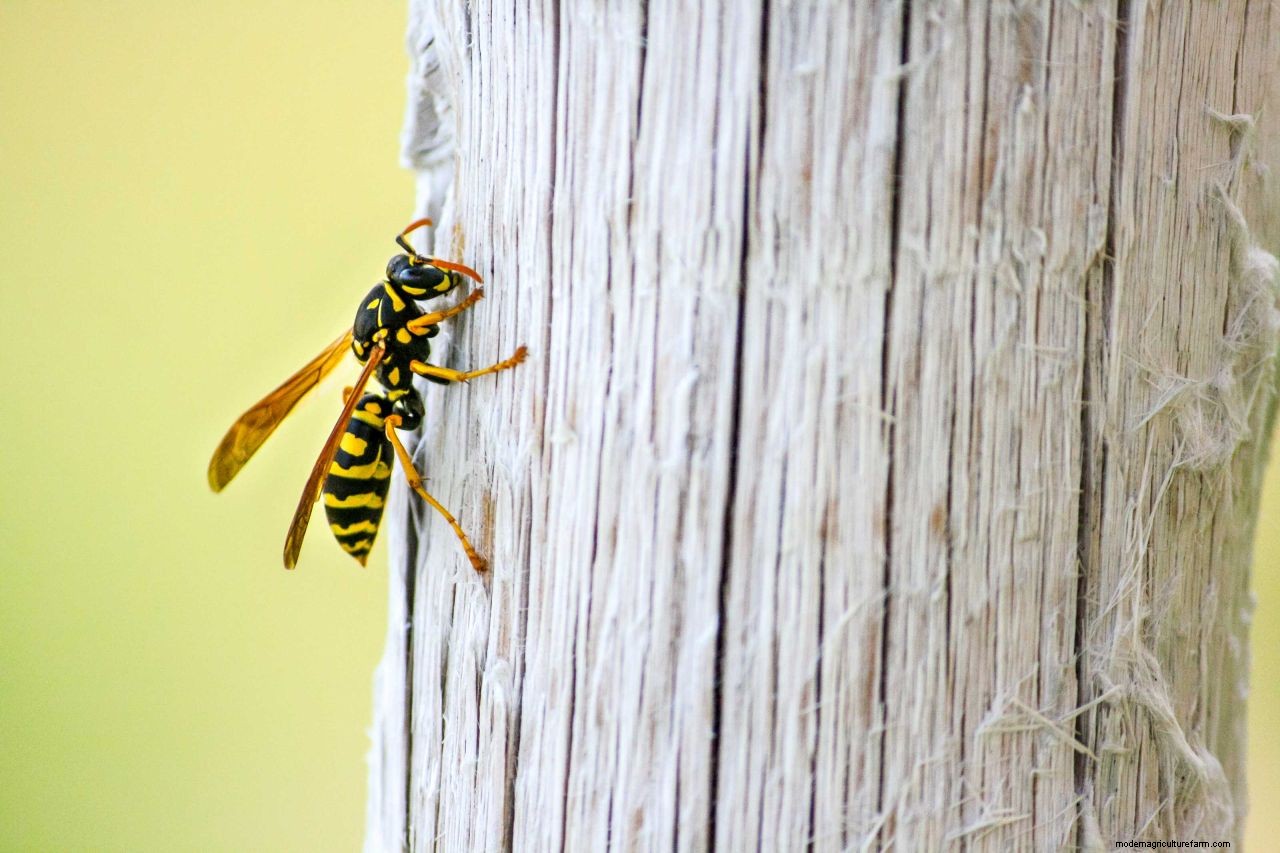 How to get rid of wasps: top tips to deter these pests from your home and yard