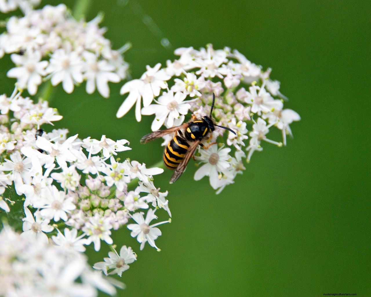 How to get rid of wasps: top tips to deter these pests from your home and yard