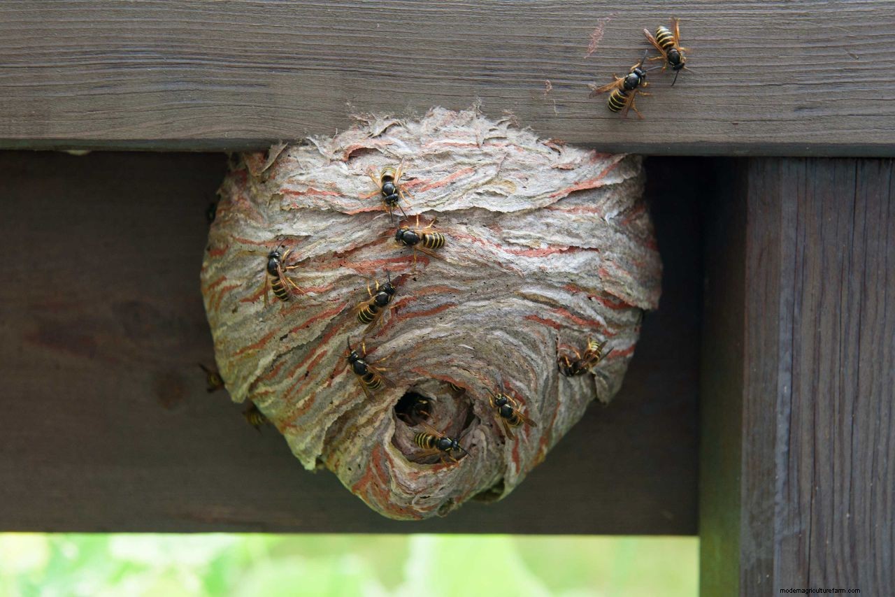 How to get rid of wasps: top tips to deter these pests from your home and yard