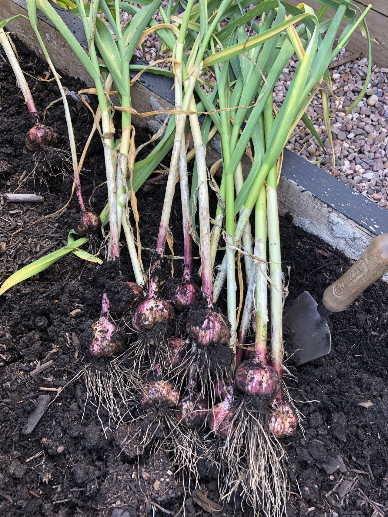 Monty Don’s top tips on harvesting garlic and shallots successfully