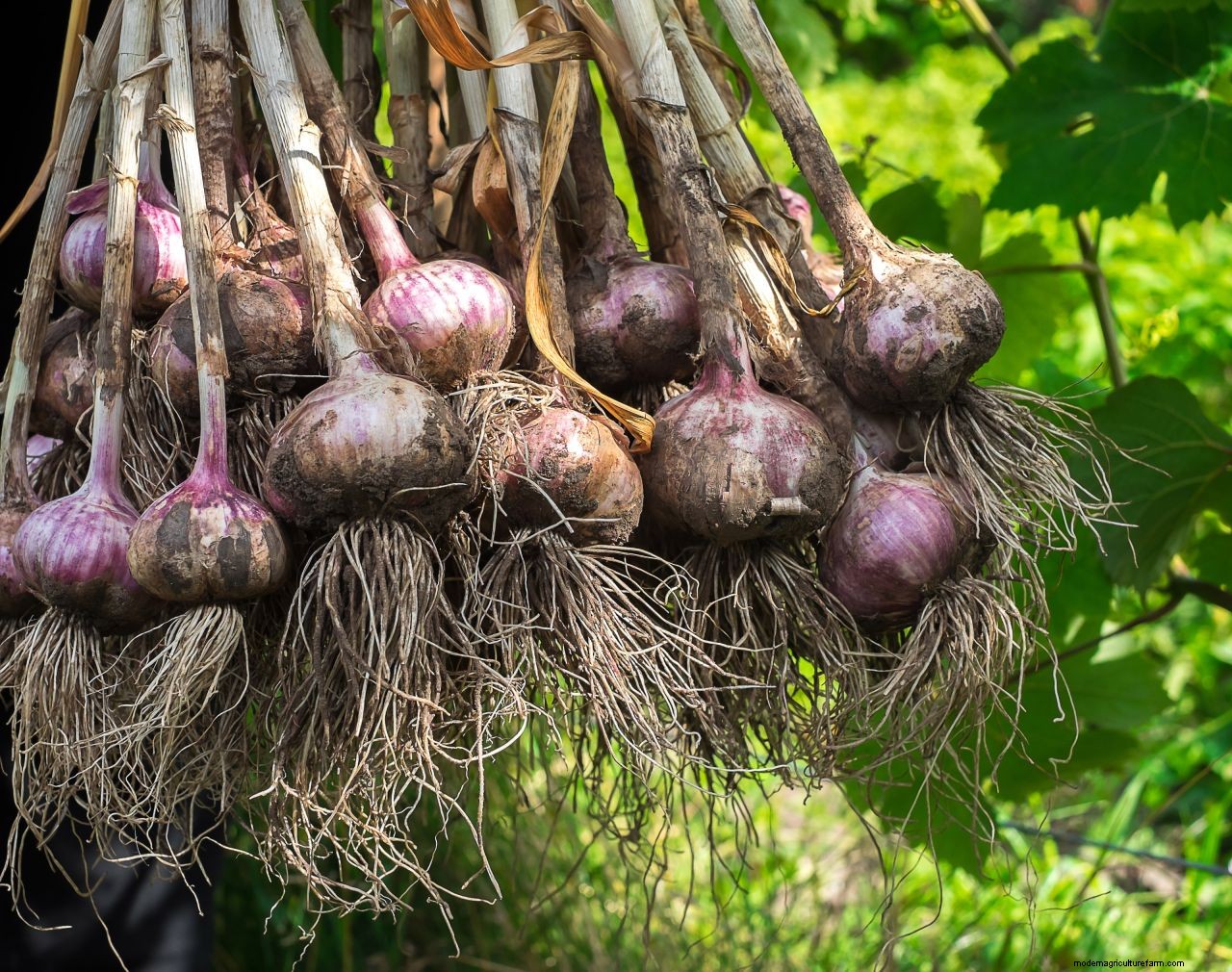Monty Don’s top tips on harvesting garlic and shallots successfully