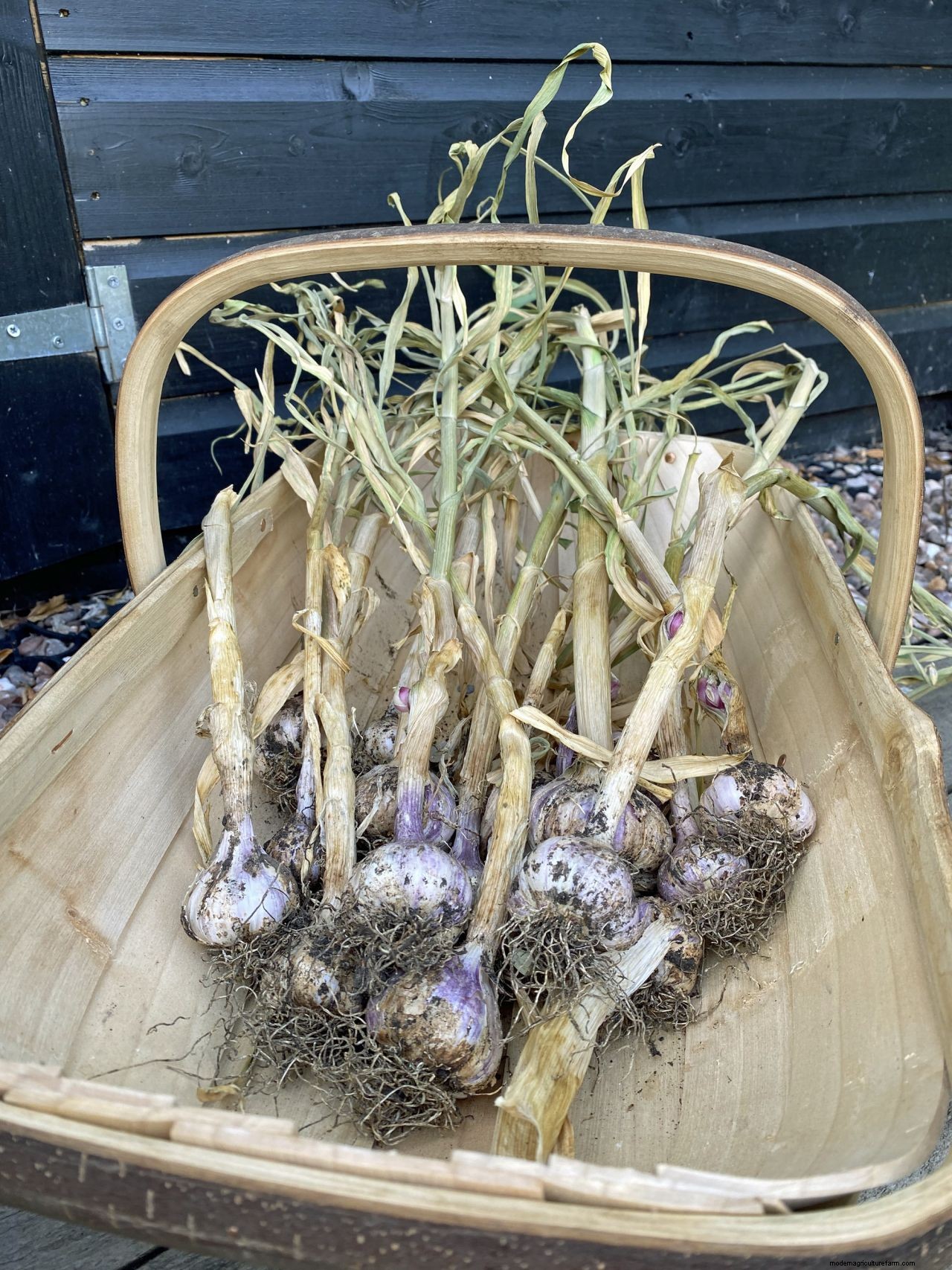 Monty Don’s top tips on harvesting garlic and shallots successfully