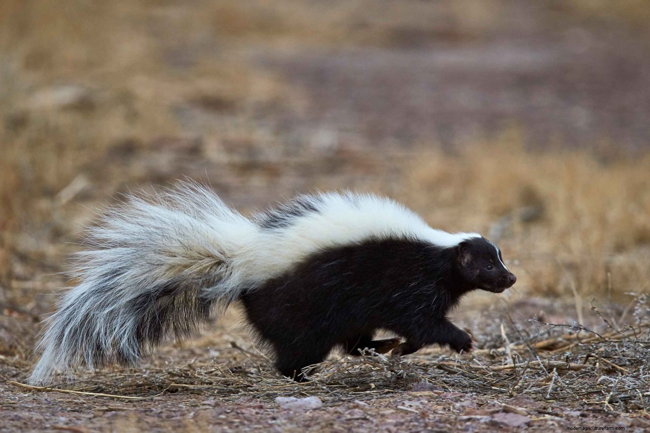 How to get rid of skunks in your yard: non-lethal ways to keep these pesky creatures at bay
