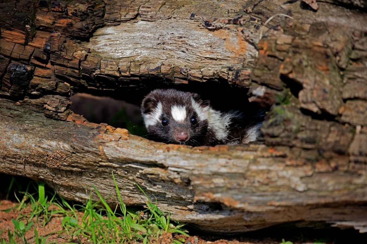 How to get rid of skunks in your yard: non-lethal ways to keep these pesky creatures at bay