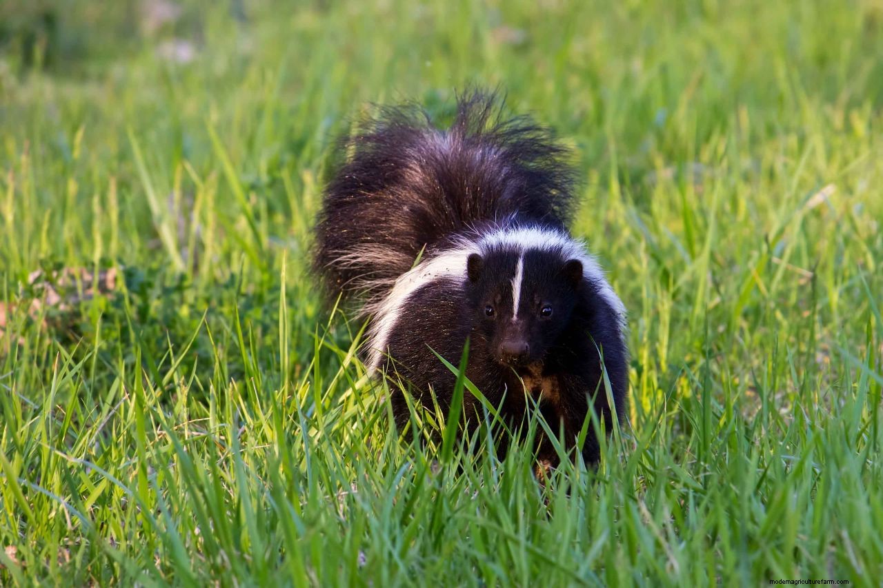 How to get rid of skunks in your yard: non-lethal ways to keep these pesky creatures at bay