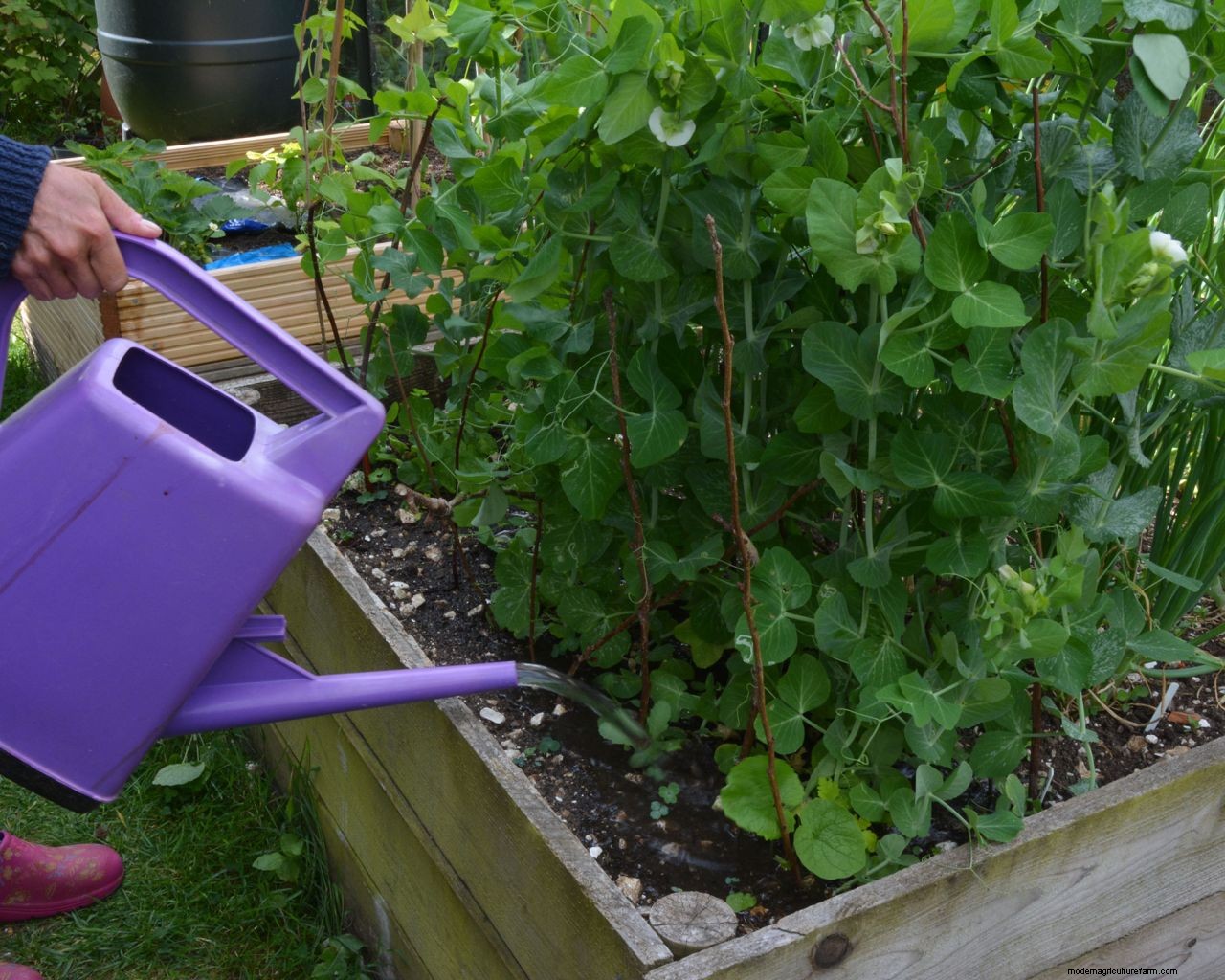 Watering plants while away on vacation: how to keep the garden watered