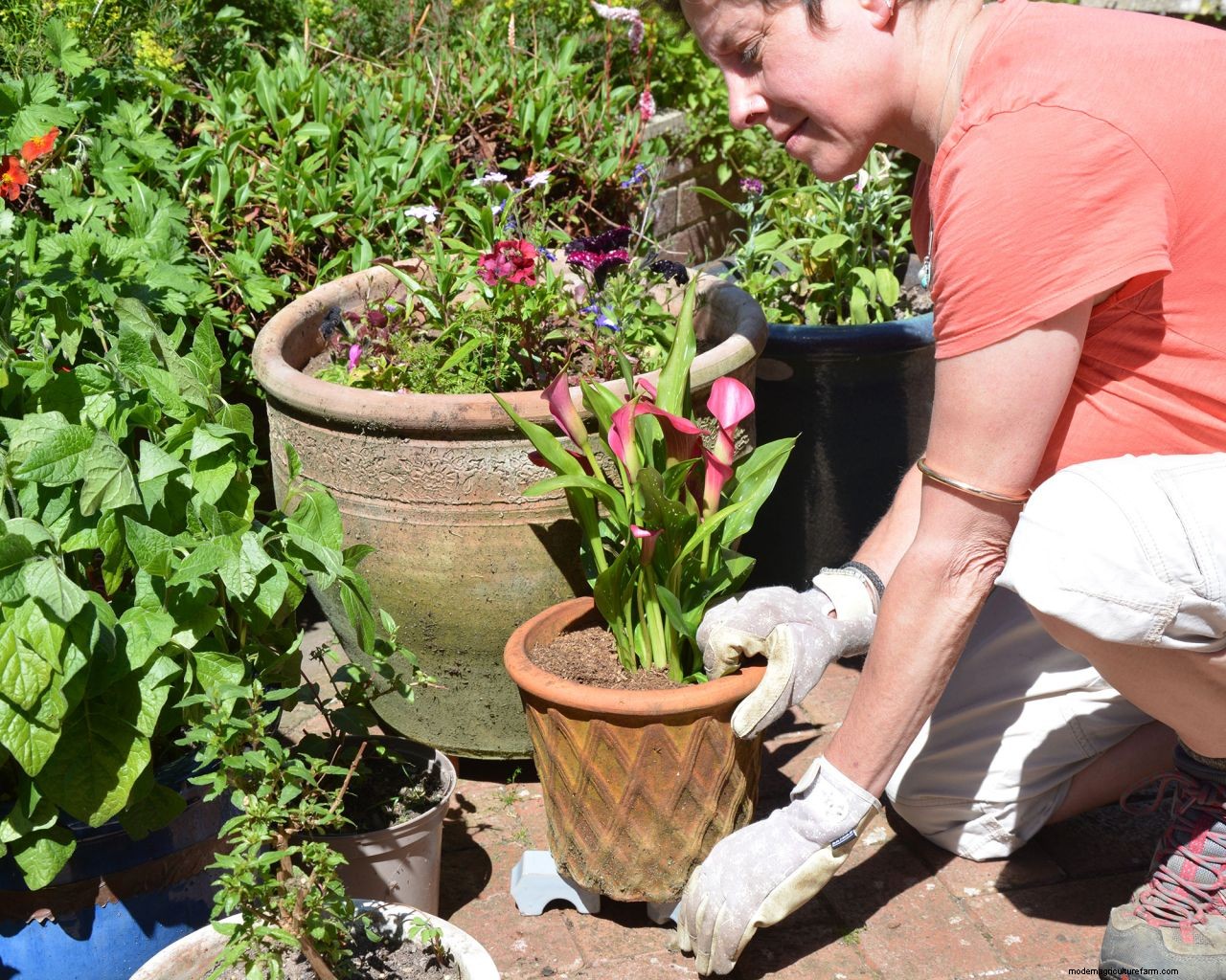 Watering plants while away on vacation: how to keep the garden watered