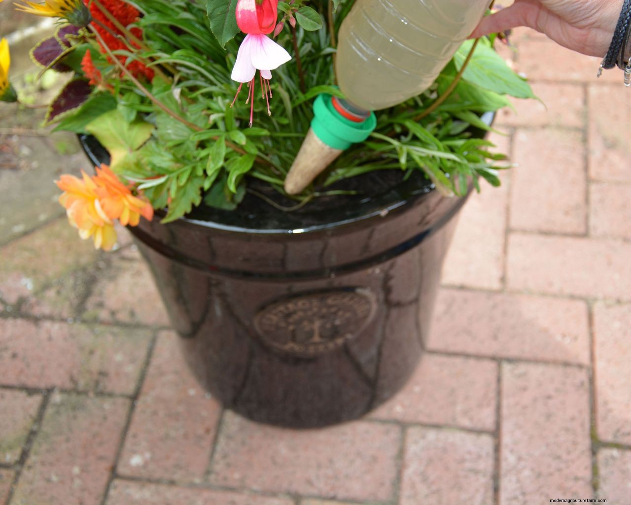 Watering plants while away on vacation: how to keep the garden watered